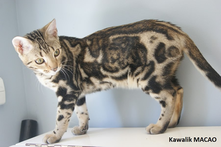 bengal marbled